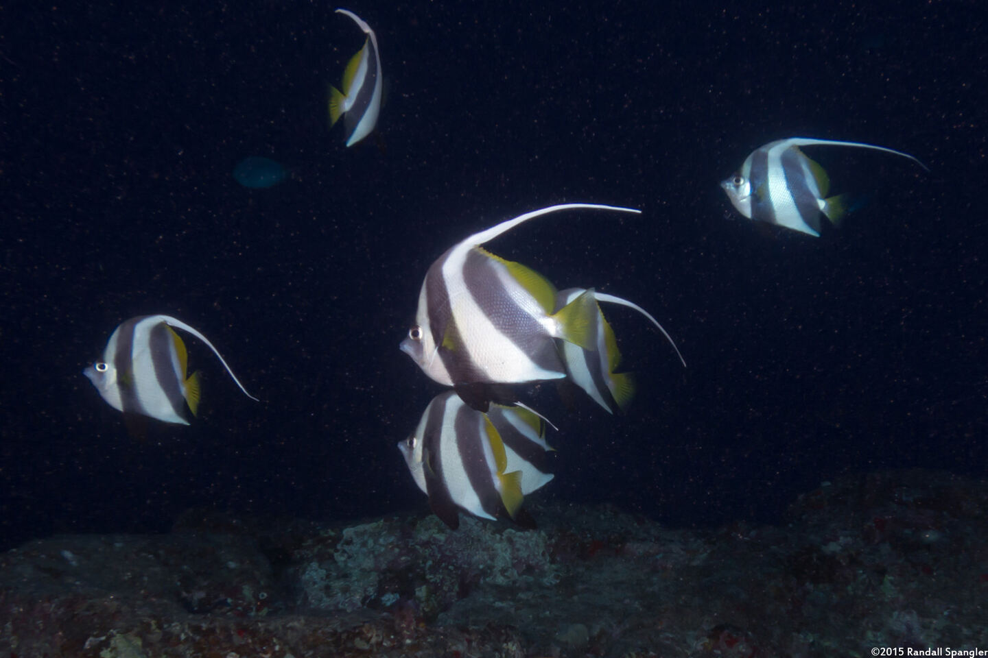 Heniochus diphreutes (Schooling Bannerfish)