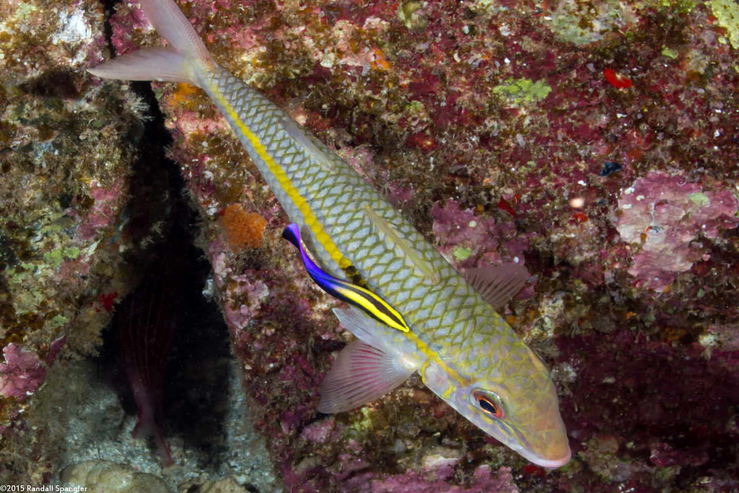 Labroides phthirophagus (Hawaiian Cleaner Wrasse)