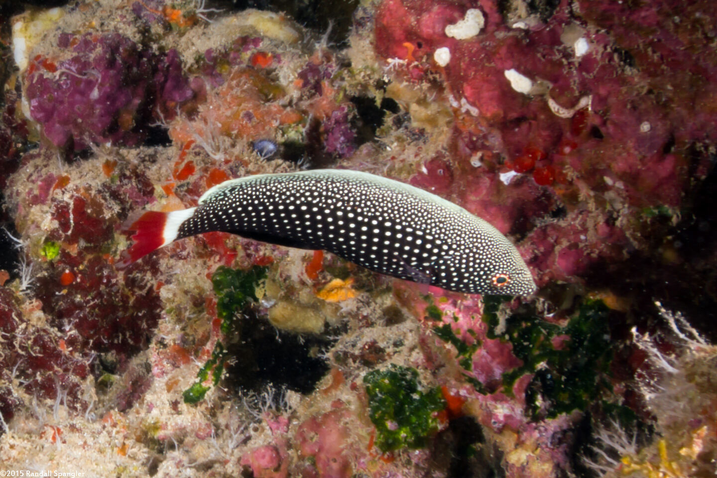 Anampses chrysocephalus (Psychedelic Wrasse)