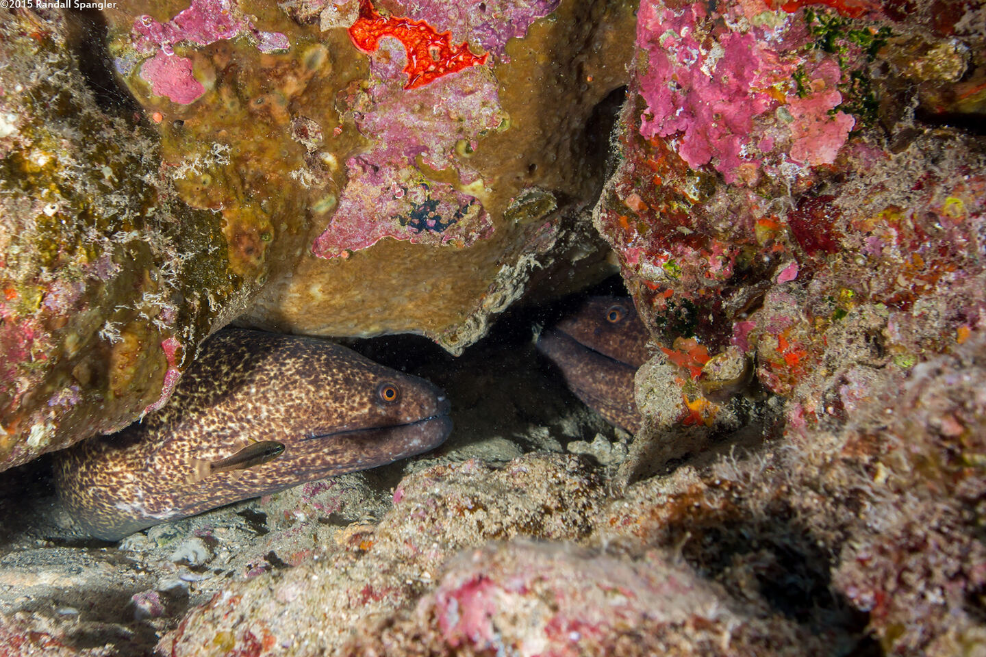 Gymnothorax flavimarginatus (Yellowmargin Moray)