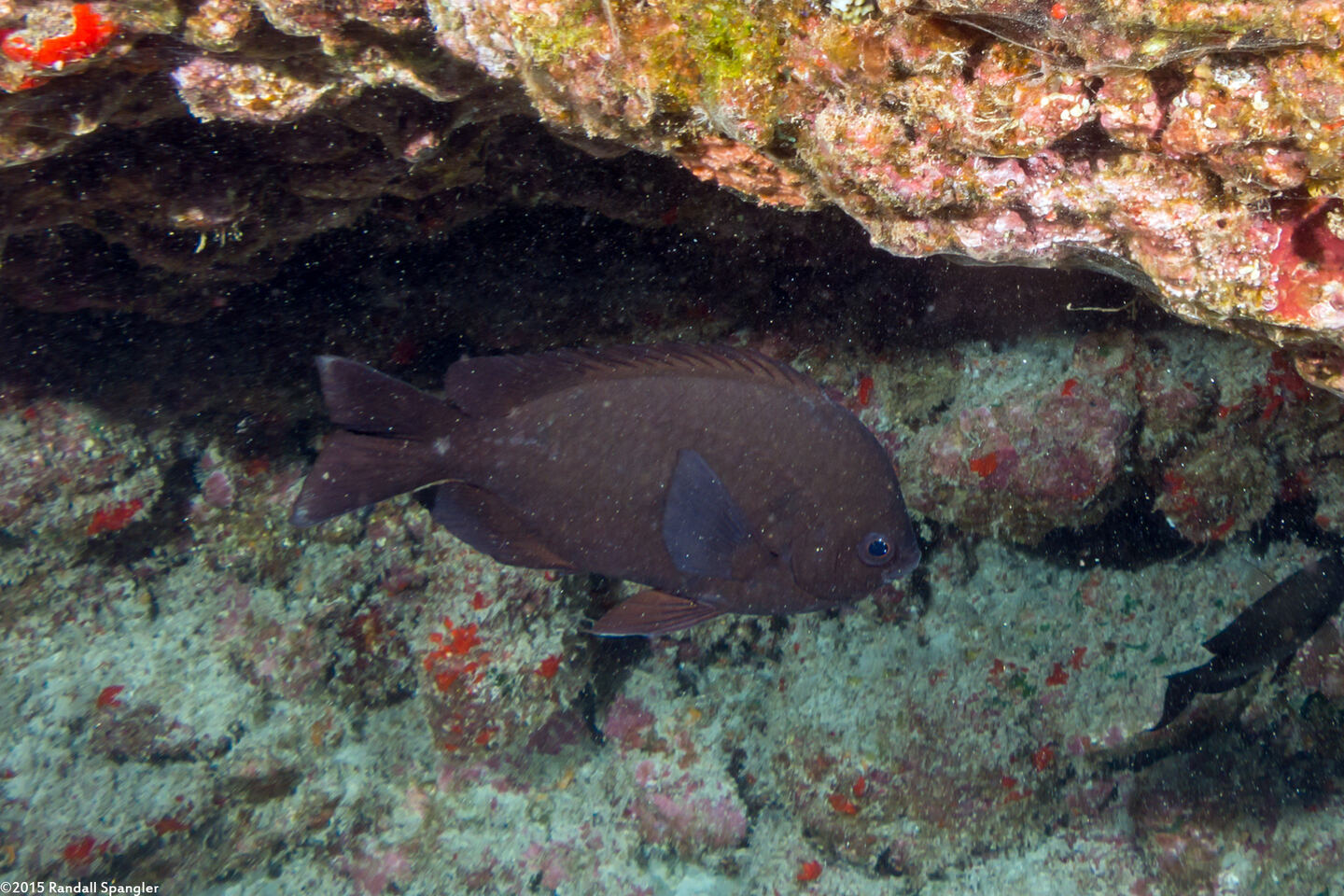 Chromis verater (Threespot Chromis)