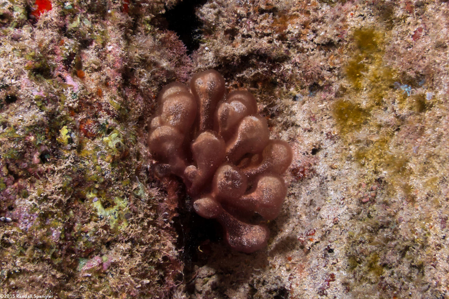 Gibsmithia hawaiiensis (Baggy Seaweed)