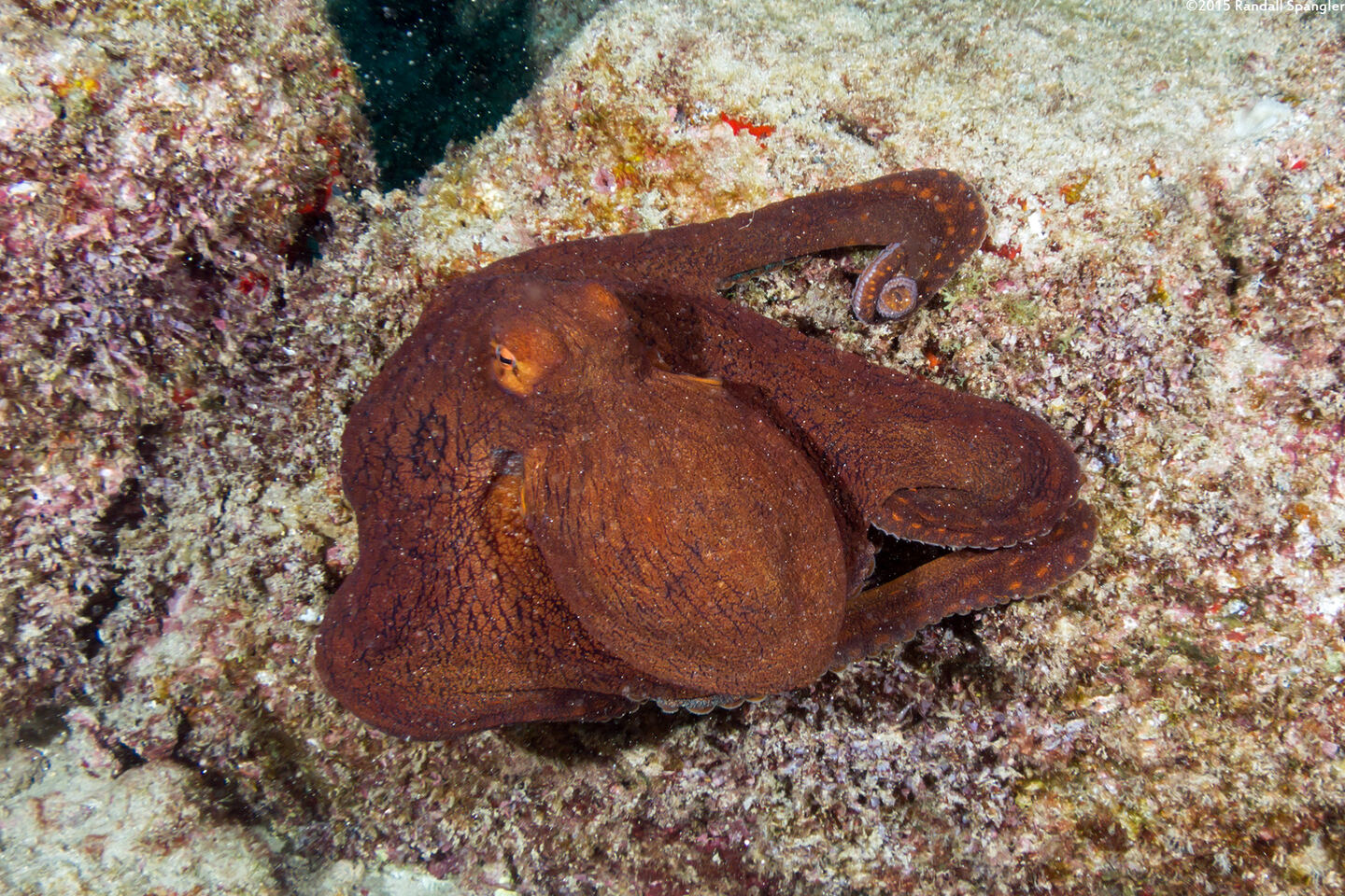 Octopus cyanea (Day Octopus)