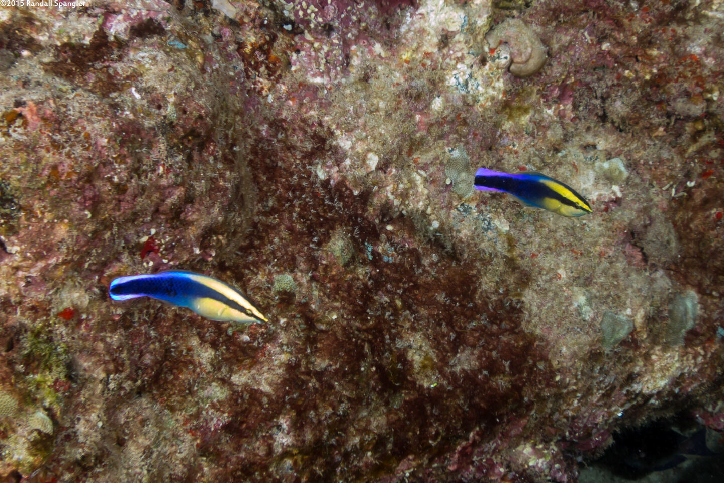 Labroides phthirophagus (Hawaiian Cleaner Wrasse)