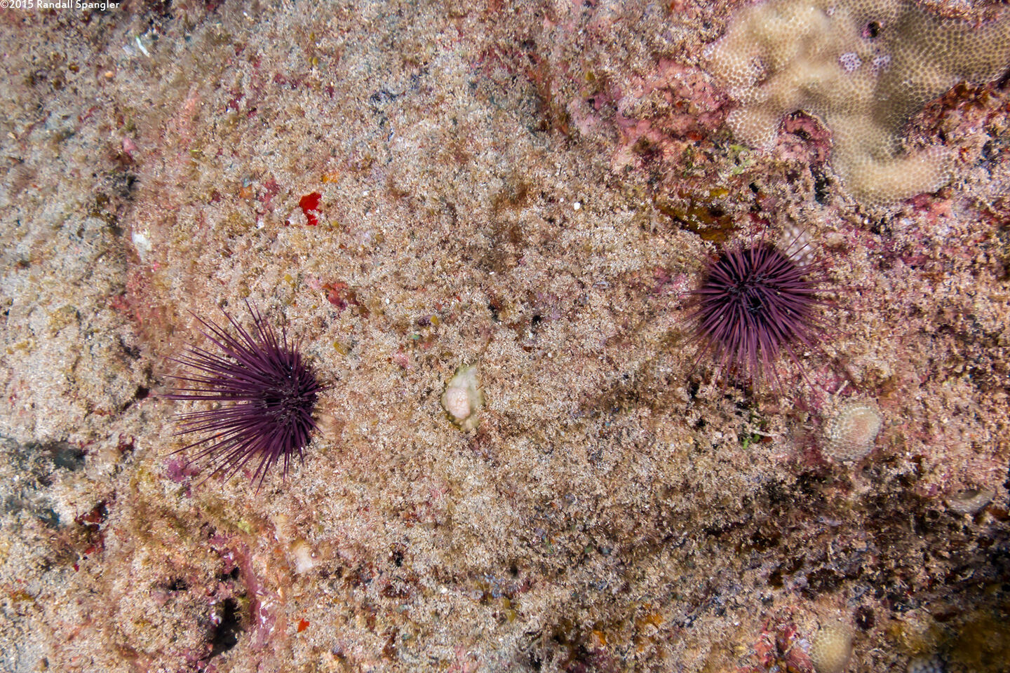 Echinostrephus aciculatus (Needle-Spined Urchin)