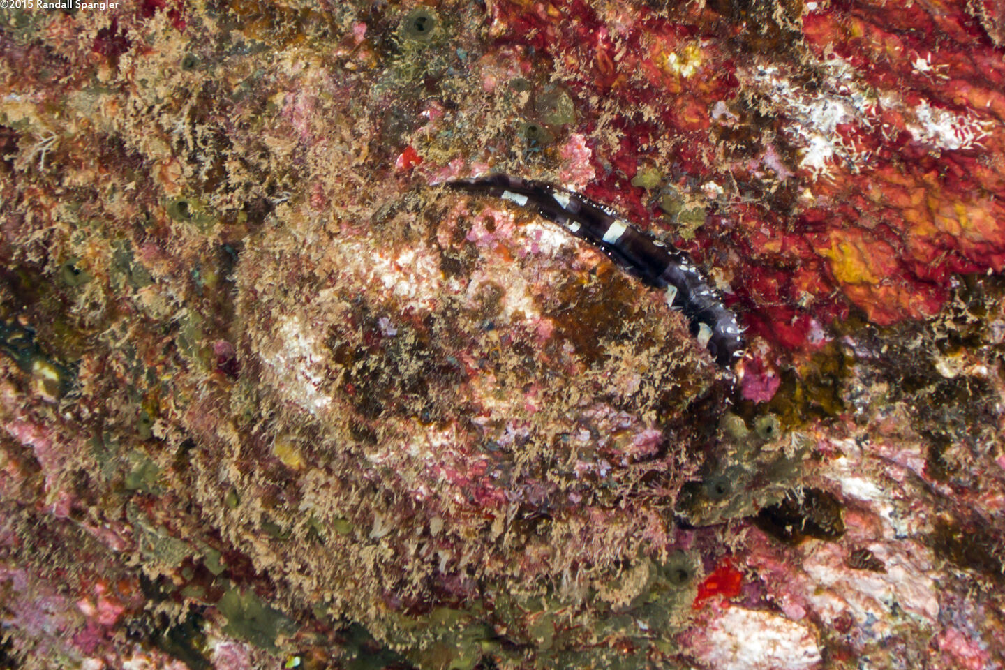 Spondylus violacescens (Cliff Oyster)