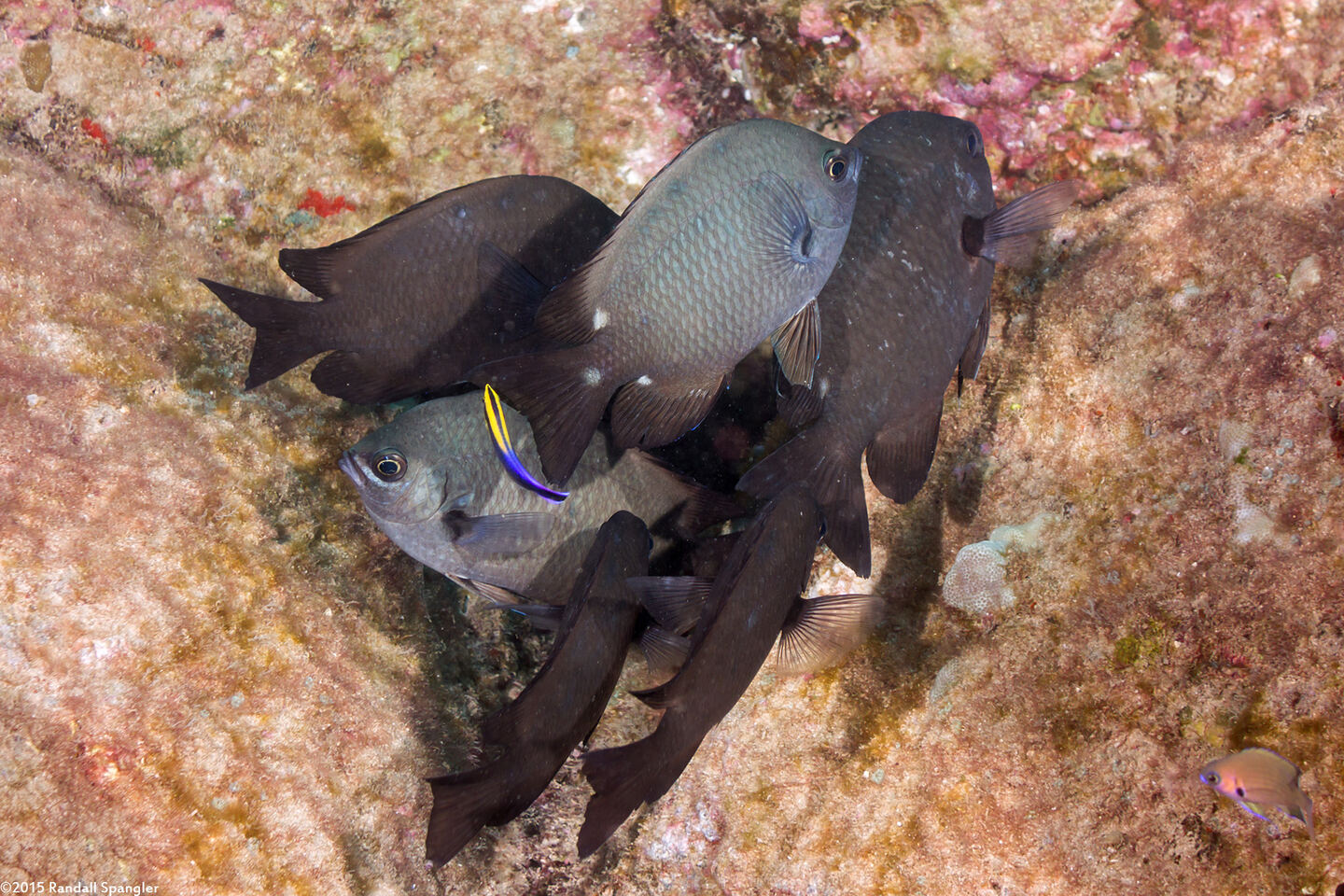 Chromis verater (Threespot Chromis)