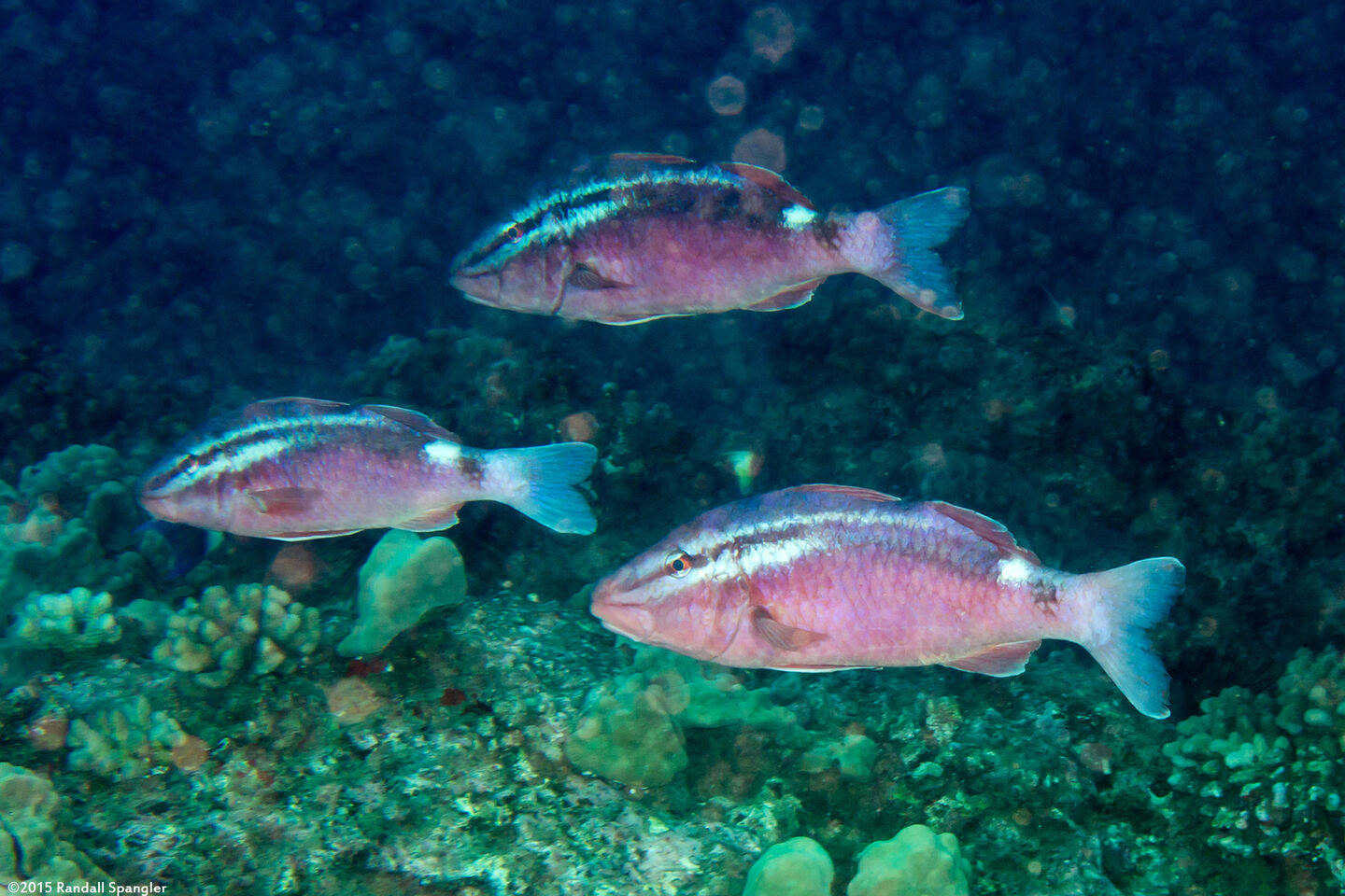 Parupeneus porphyreus (Whitesaddle Goatfish)