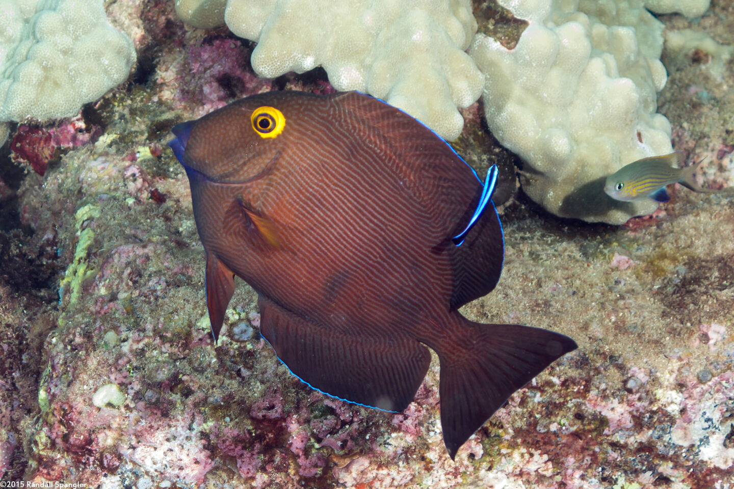 Ctenochaetus strigosus (Goldring Surgeonfish)