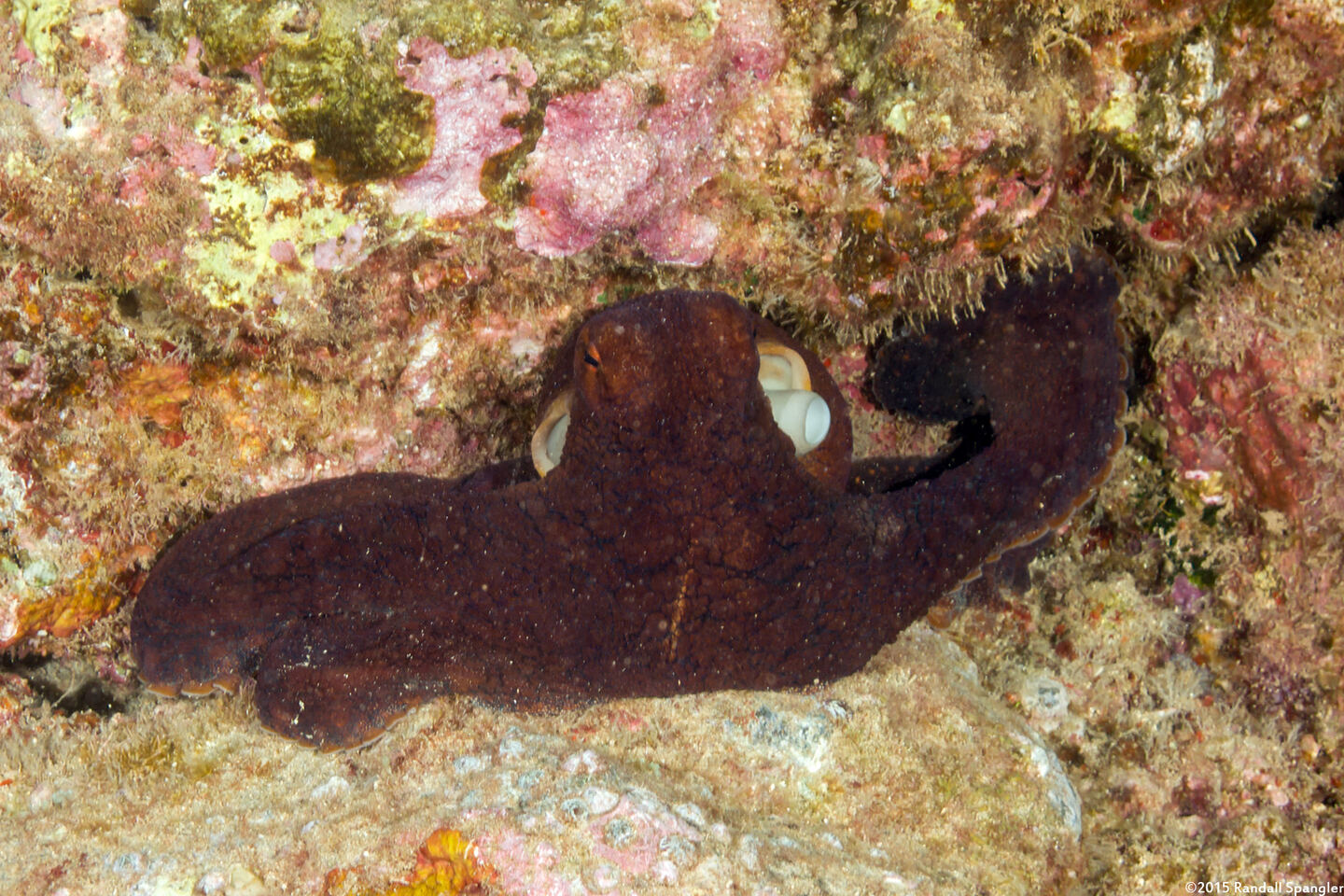 Octopus cyanea (Day Octopus)