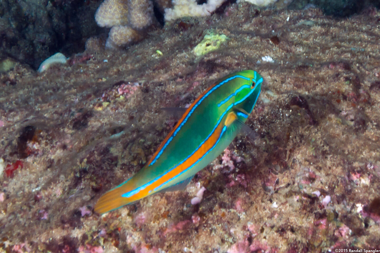 Stethojulis balteata (Belted Wrasse)