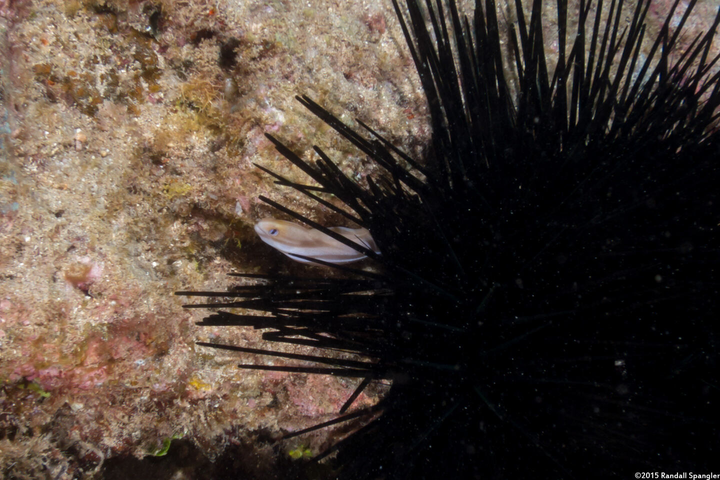 Gymnothorax melatremus (Dwarf Moray)
