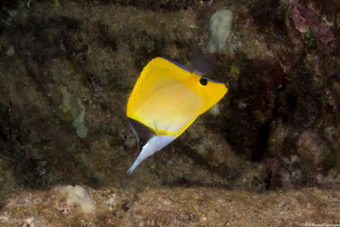 Forcipiger flavissimus (Common Longnose Butterflyfish)