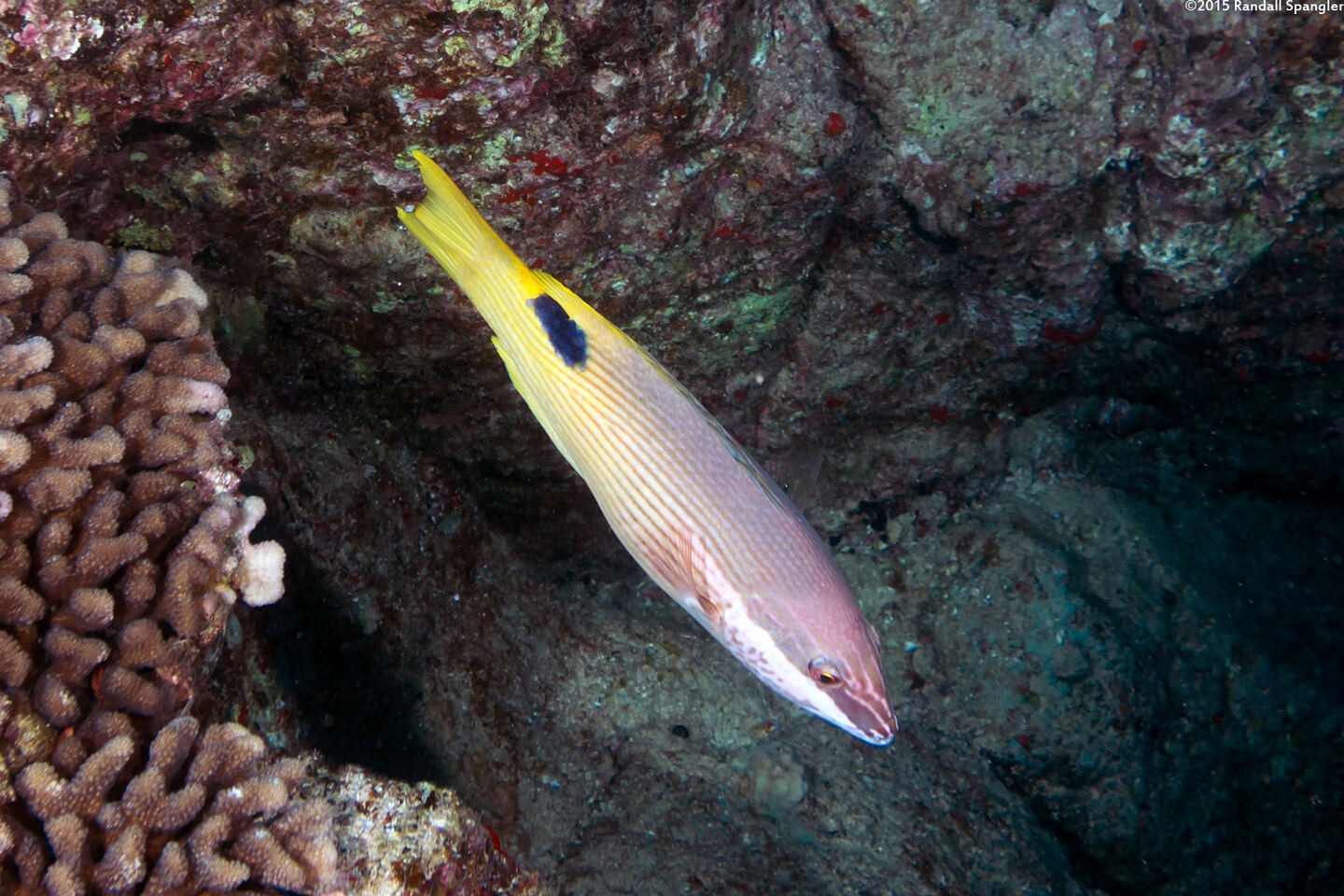 Bodianus albotaeniatus (Hawaiian Hogfish)