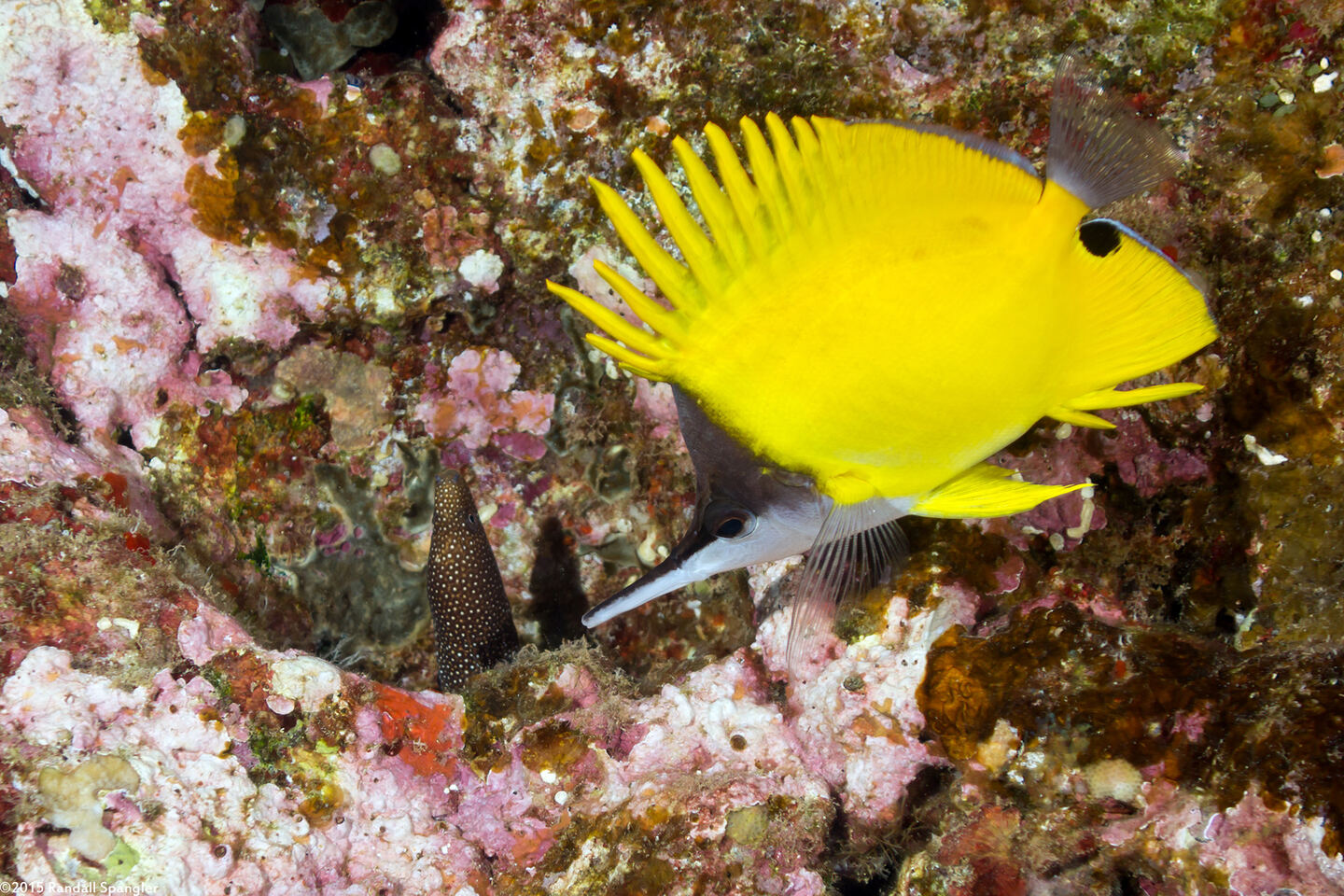 Forcipiger flavissimus (Common Longnose Butterflyfish)
