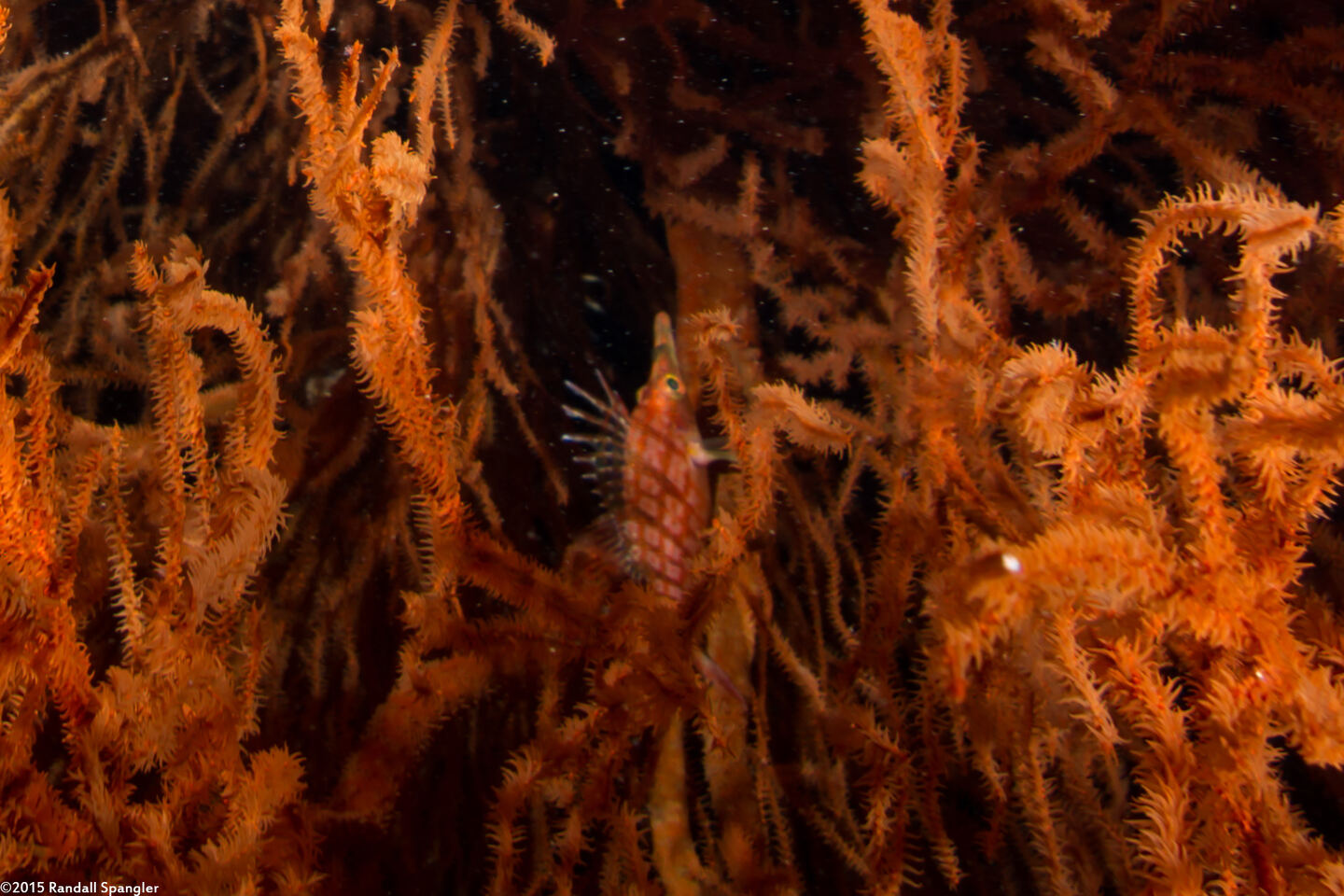Oxycirrhites typus (Longnose Hawkfish)