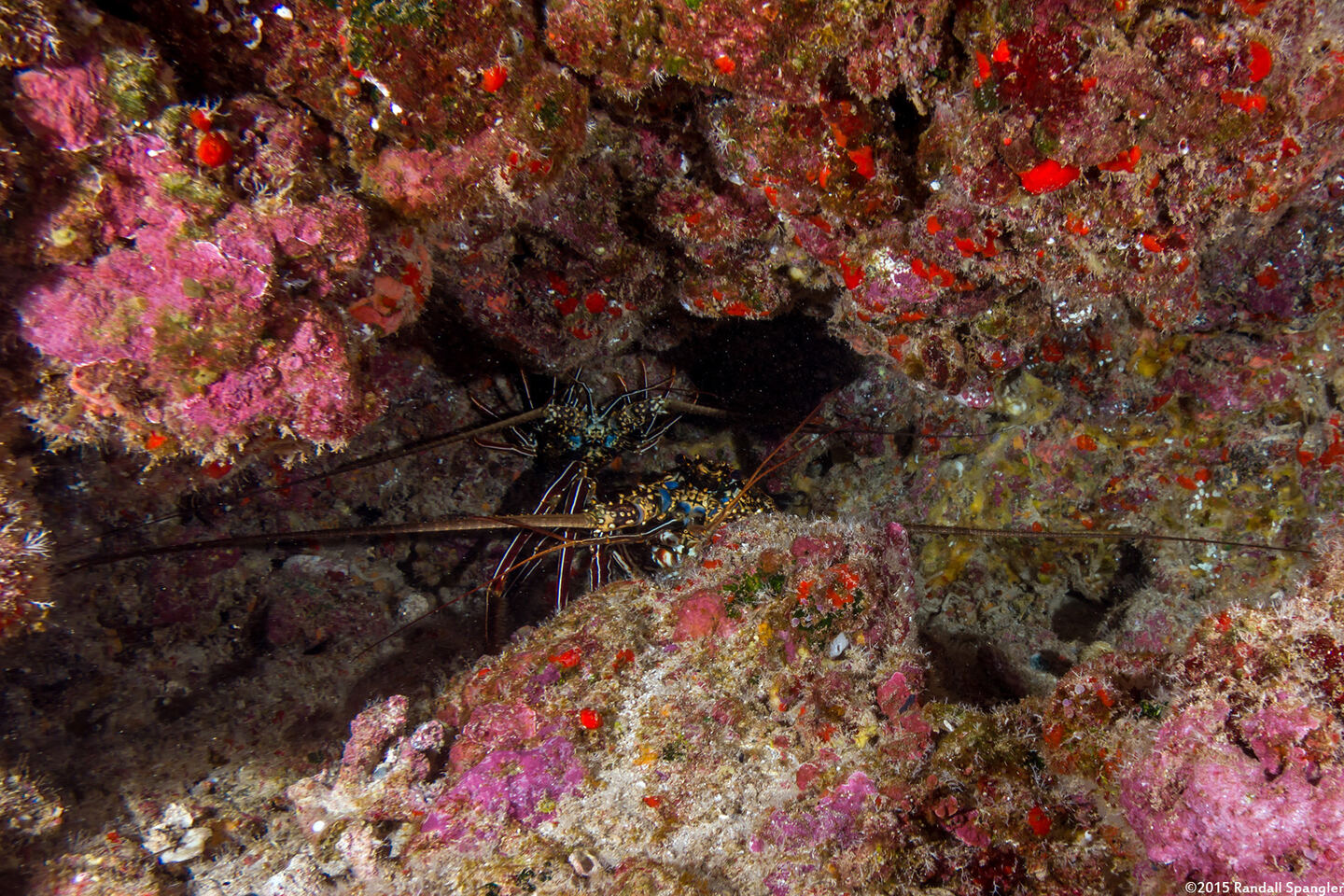 Panulirus penicillatus (Pronghorn Spiny Lobster)