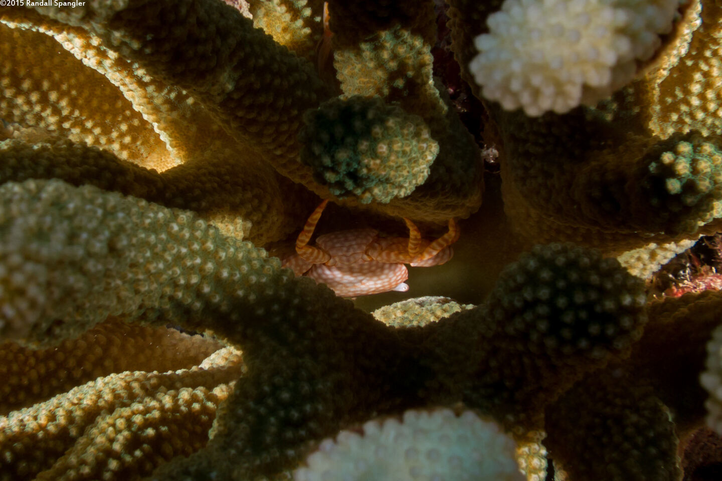 Trapezia flavopunctata (Yellow-Spotted Guard Crab)