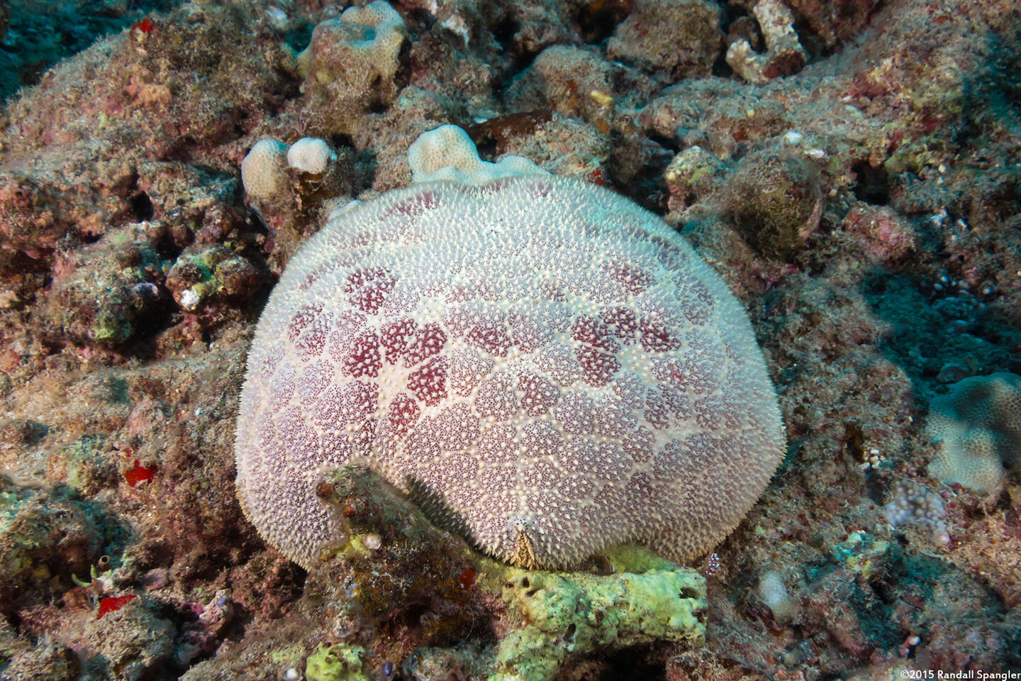 Culcita novaeguineae (Cushion Star)