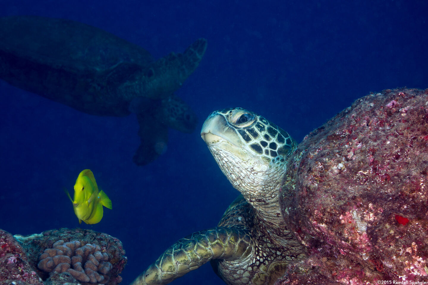 Chelonia mydas (Green Sea Turtle)