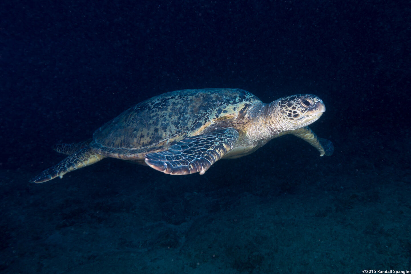 Chelonia mydas (Green Sea Turtle)