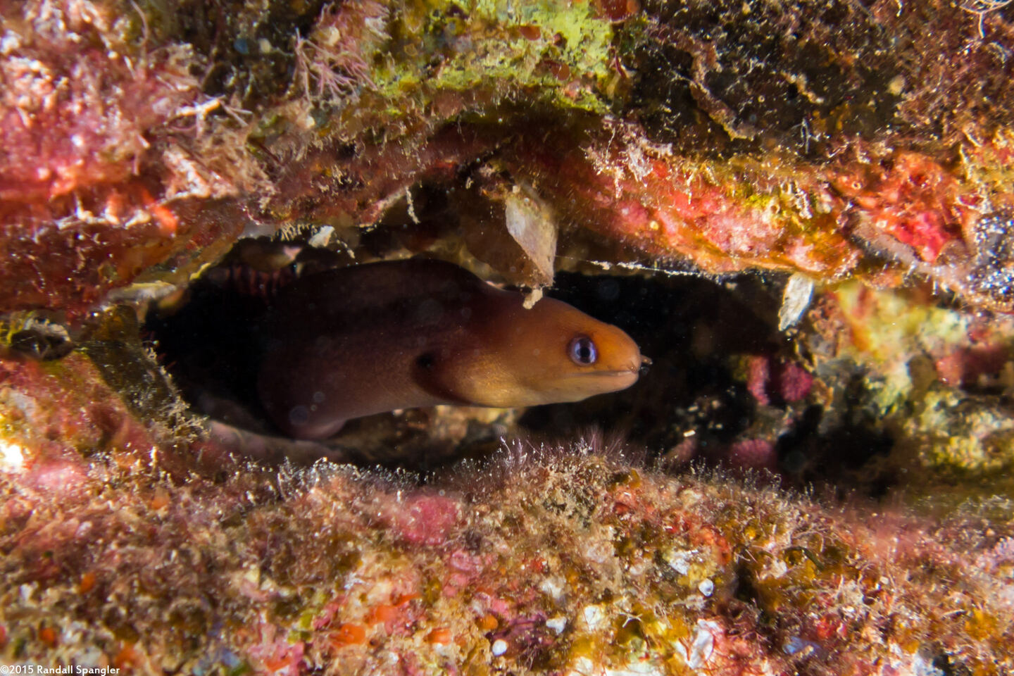 Gymnothorax melatremus (Dwarf Moray)