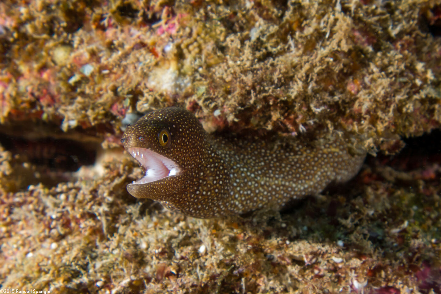 Gymnothorax meleagris (Whitemouth Moray)