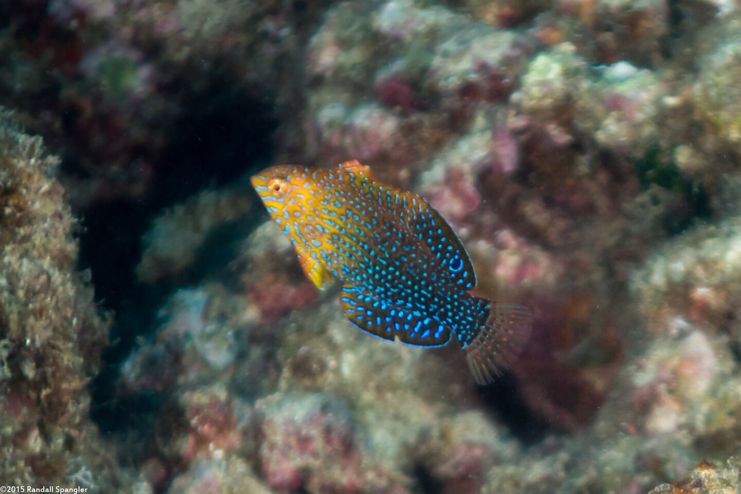 Macropharyngodon geoffroy (Shortnose Wrasse)