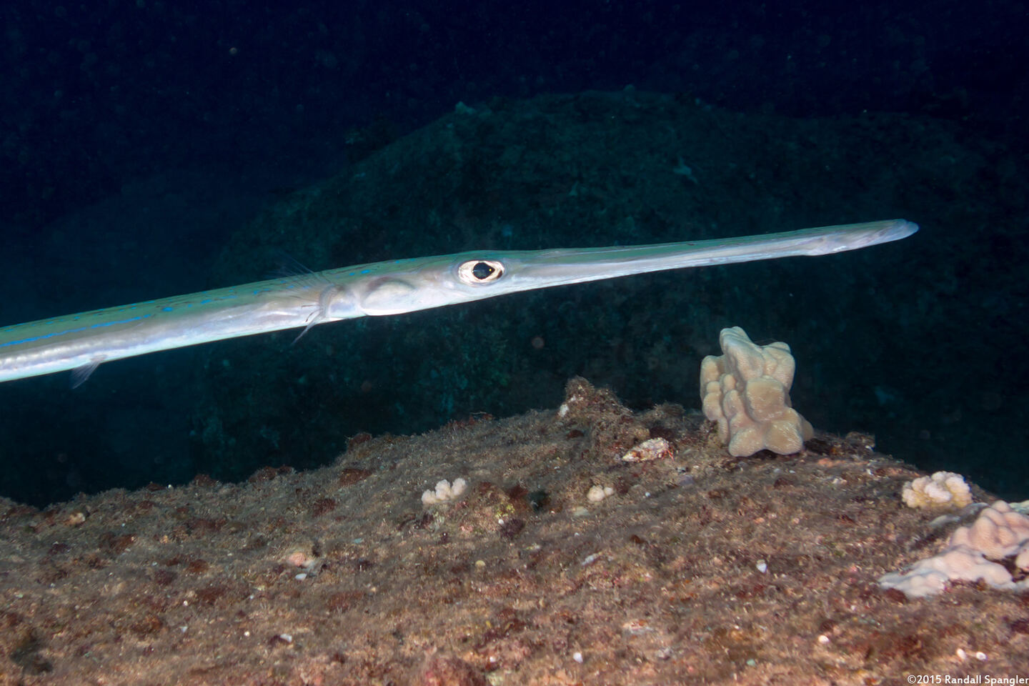 Fistularia commersonii (Bluespotted Cornetfish)