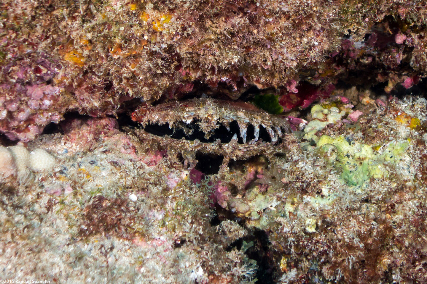 Pinctada margaritifera (Pacific Pearl Oyster)