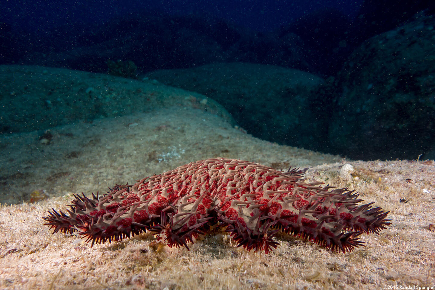Acanthaster solaris (Crown-of-Thorns Star)