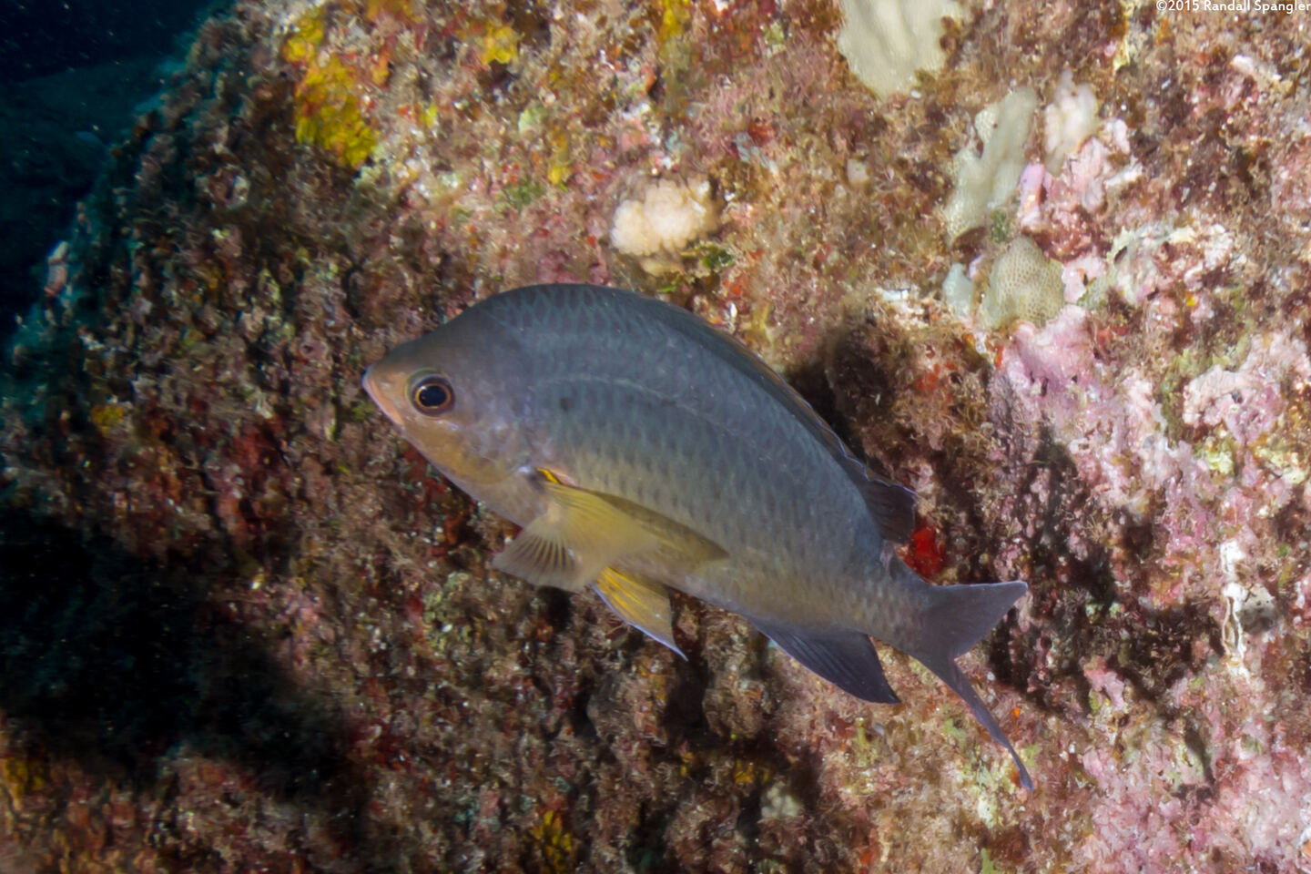 Chromis ovalis (Oval Chromis)