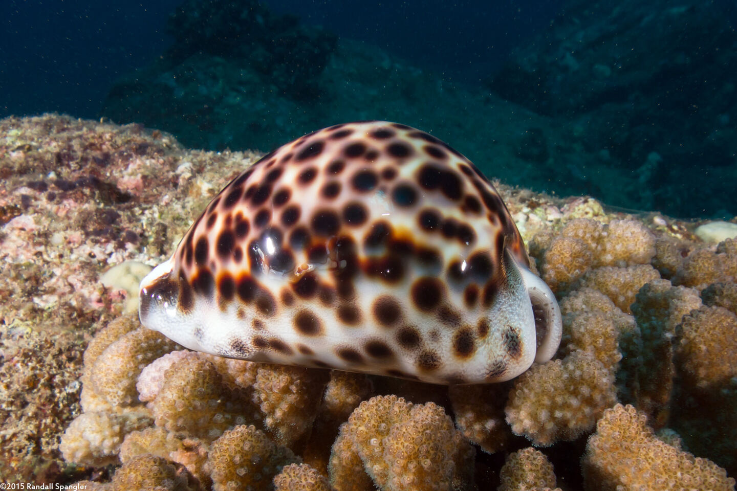 Cypraea tigris (Tiger Cowry)