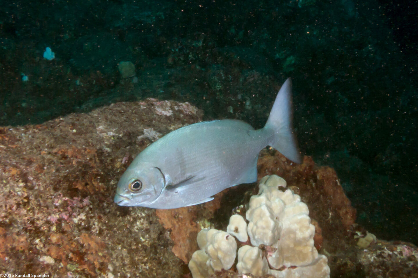 Kyphosus sandwicensis (Gray Chub)