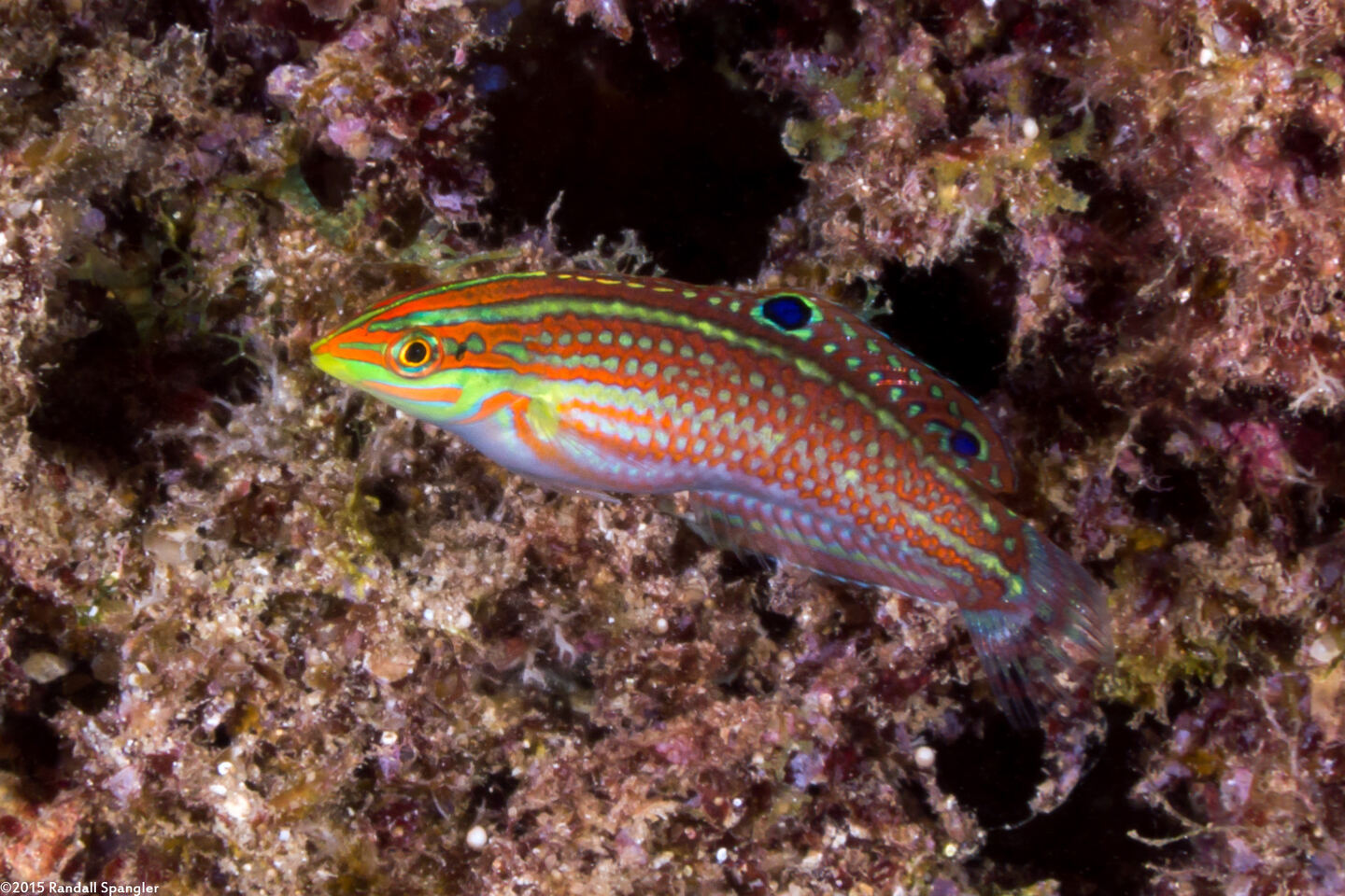 Halichoeres ornatissimus (Ornate Wrasse)