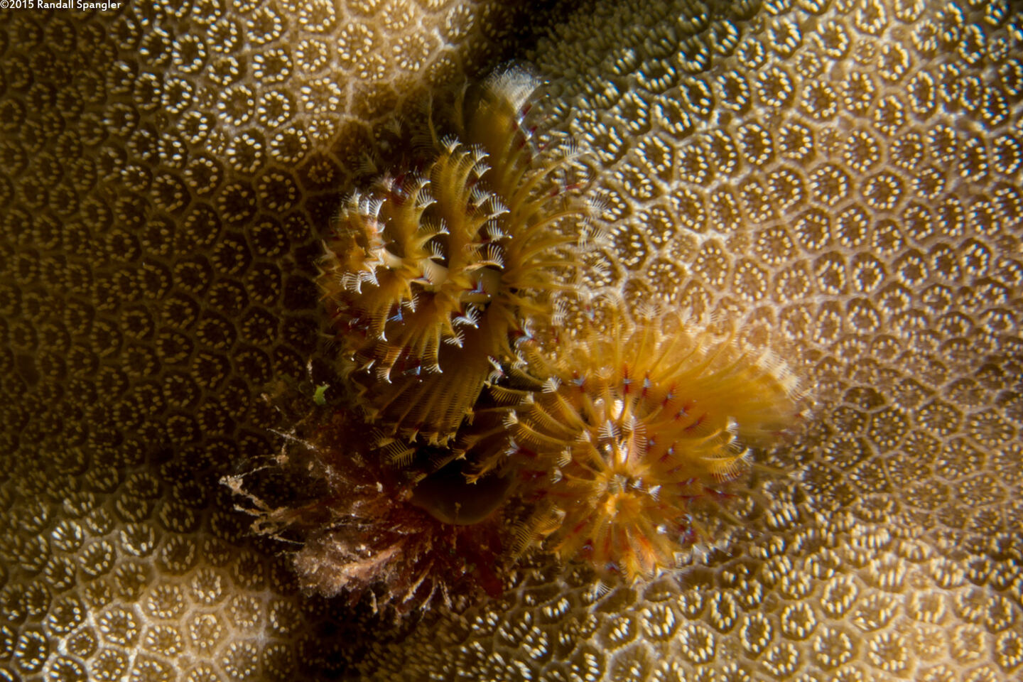 Spirobranchus sp.1 (Christmas Tree Worm)