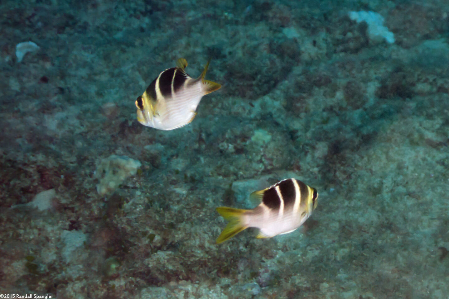 Monotaxis grandoculis (Humpnose Bigeye Bream)