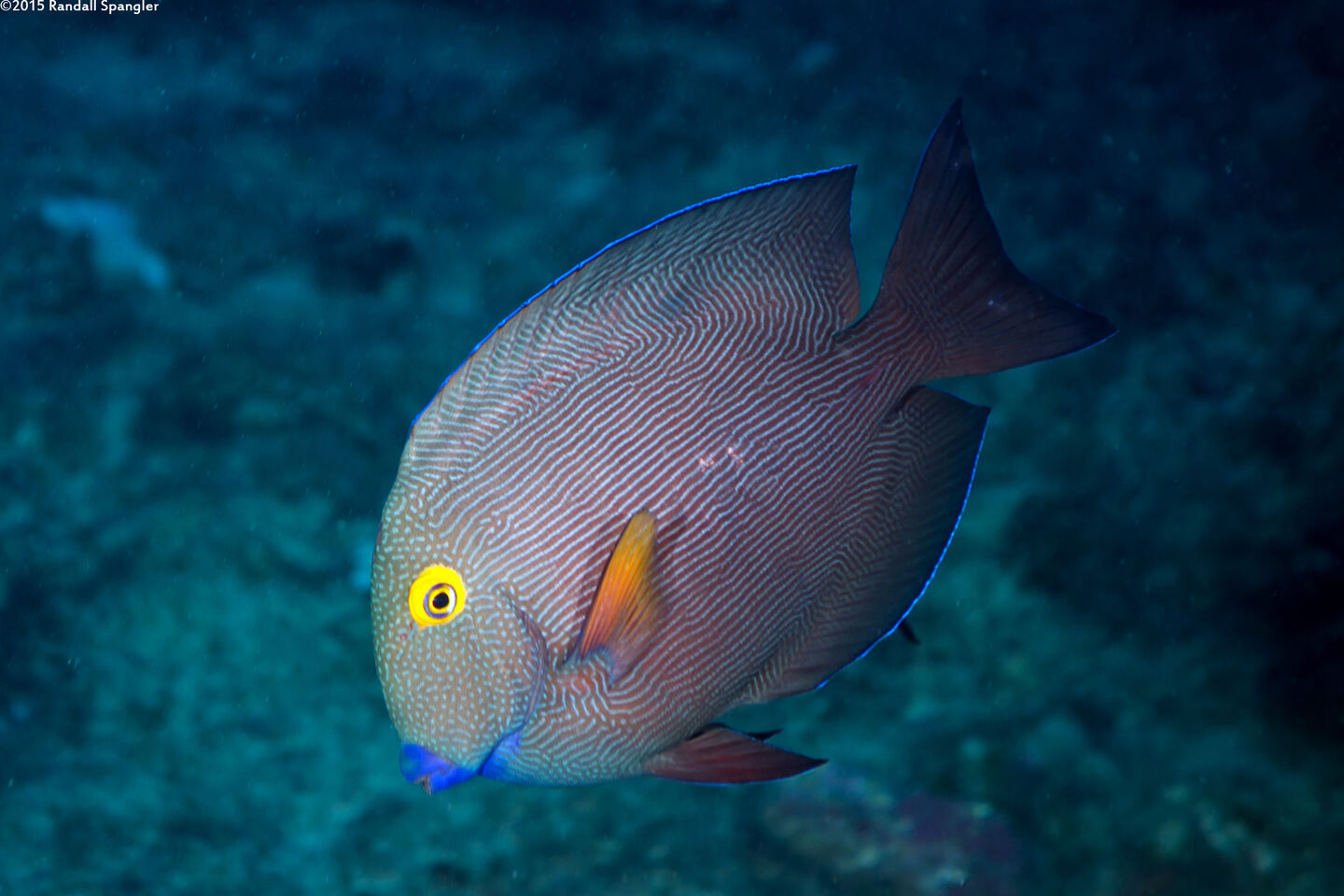 Ctenochaetus strigosus (Goldring Surgeonfish)