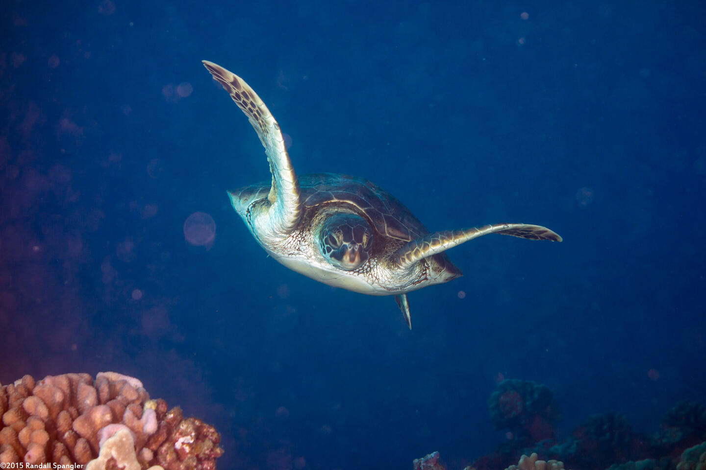 Chelonia mydas (Green Sea Turtle)