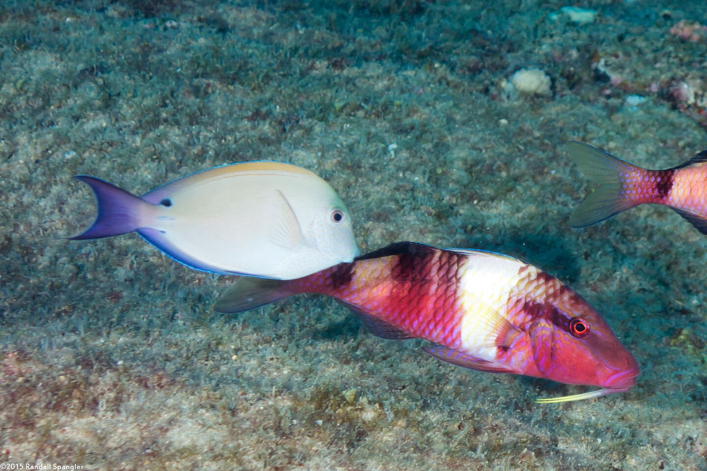 Acanthurus nigrofuscus (Brown Surgeonfish)