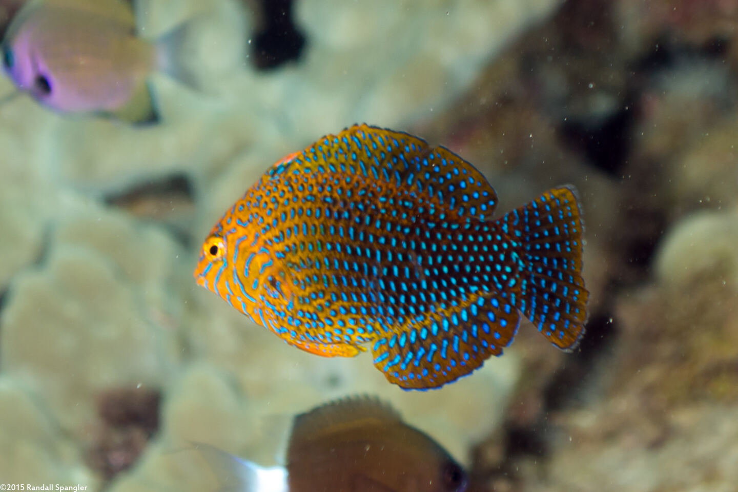 Macropharyngodon geoffroy (Shortnose Wrasse)
