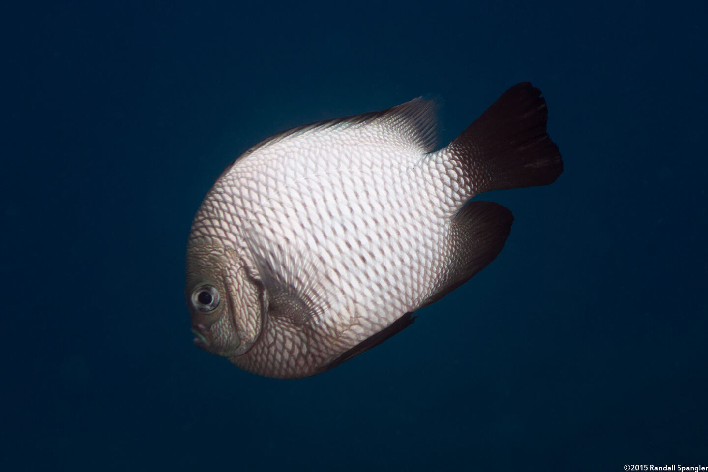 Dascyllus albisella (Hawaiian Dascyllus)