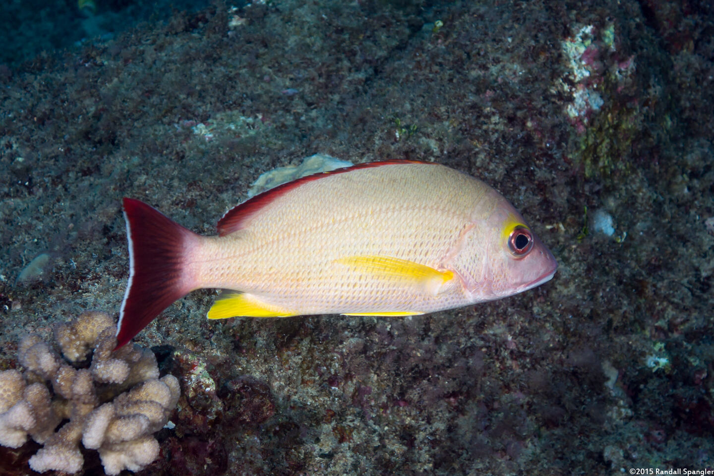 Lutjanus fulvus (Blacktail Snapper)
