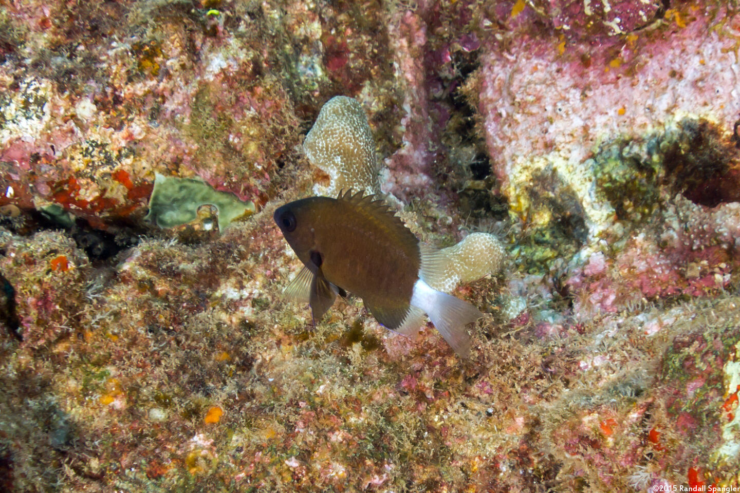 Pycnochromis hanui (Chocolate Dip Chromis)