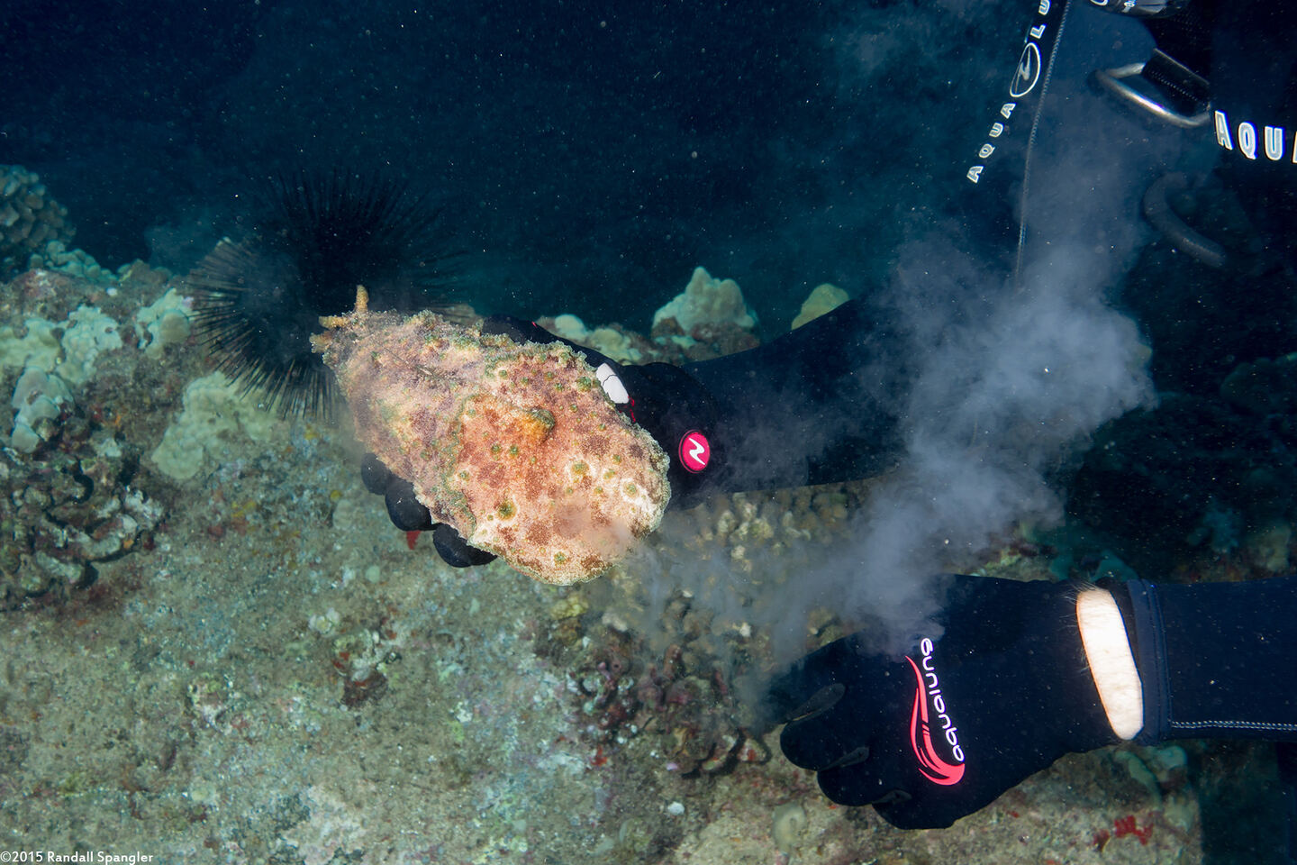 Dolabella auricularia (Eared Sea Hare); Secreting pinkish purple ink when irritated