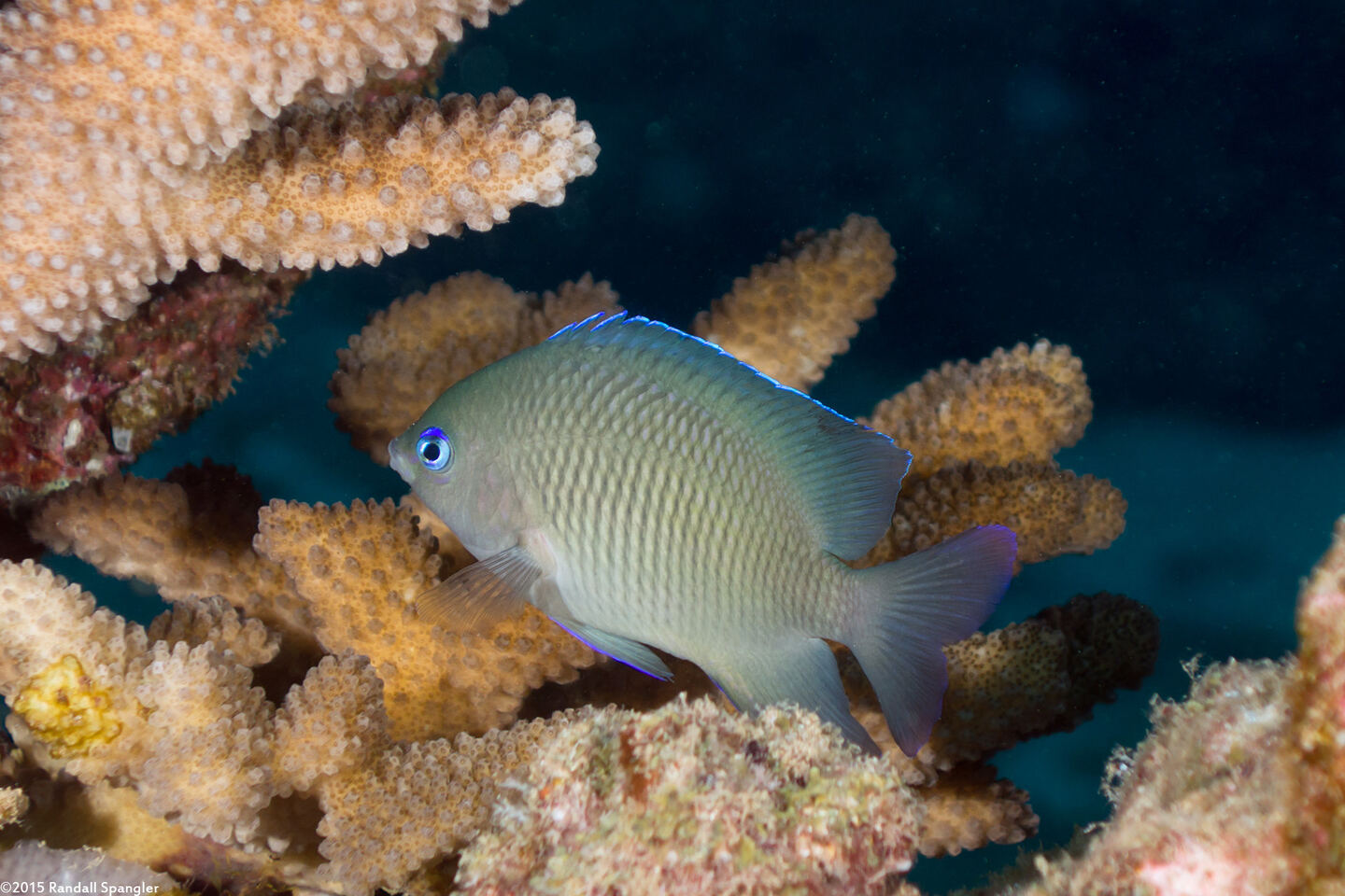 Plectroglyphidodon johnstonianus (Johnston Damsel)