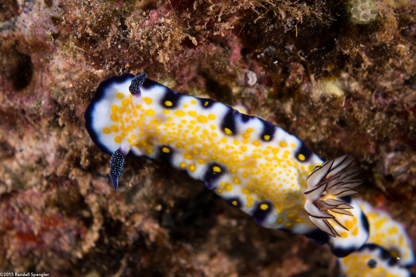 Hypselodoris imperialis (Imperial Nudibranch)
