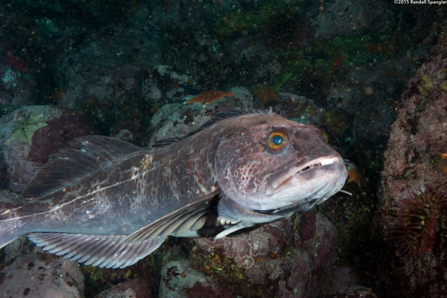 Ophiodon elongatus (Lingcod)