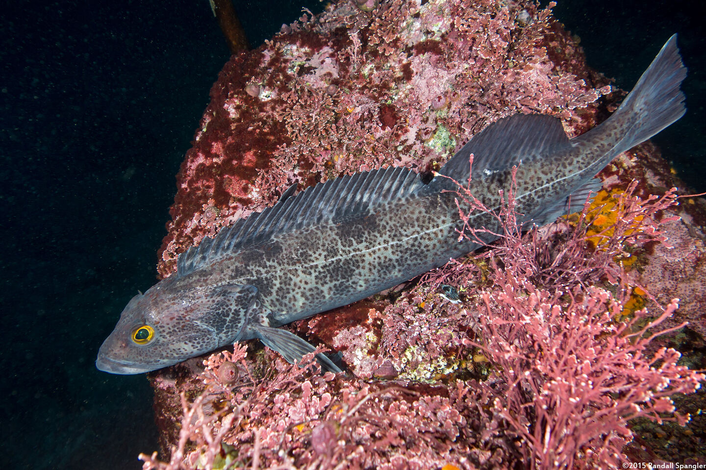 Ophiodon elongatus (Lingcod)