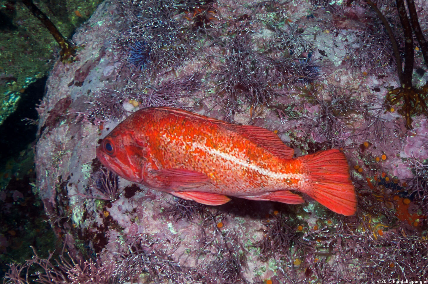 Sebastes miniatus (Vermilion Rockfish)